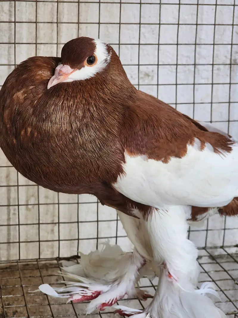 Fancy Pigeons — photo 4