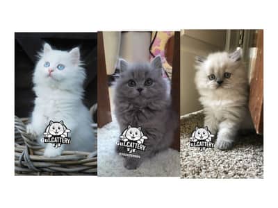Persian British punch face piki face kitten cat available