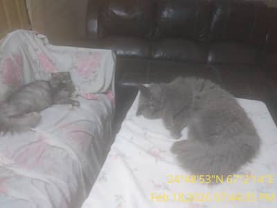 One adult pair vaciinated