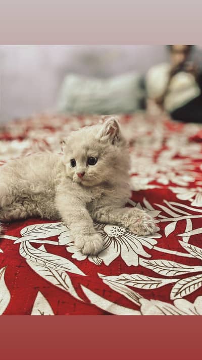 2 Male original persian kittens for sale, LION LIKE COLOUR
