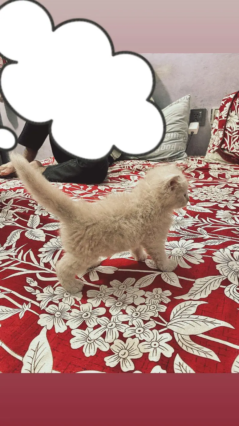 2 Male original persian kittens for sale, LION LIKE COLOUR — photo 2