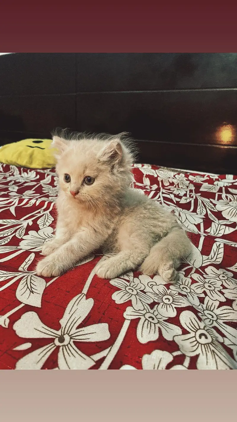 2 Male original persian kittens for sale, LION LIKE COLOUR — photo 3