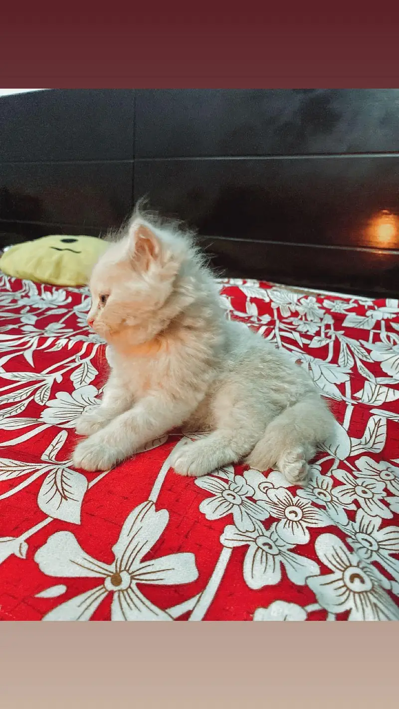 2 Male original persian kittens for sale, LION LIKE COLOUR — photo 4