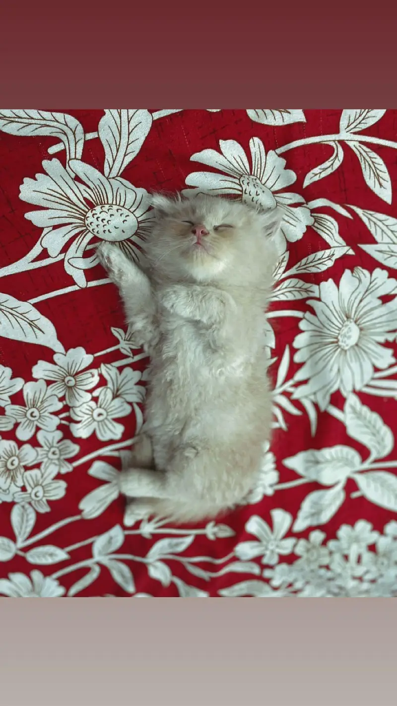 2 Male original persian kittens for sale, LION LIKE COLOUR — photo 5