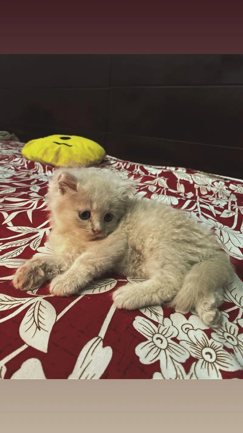 2 Male original persian kittens for sale, LION LIKE COLOUR — photo 6