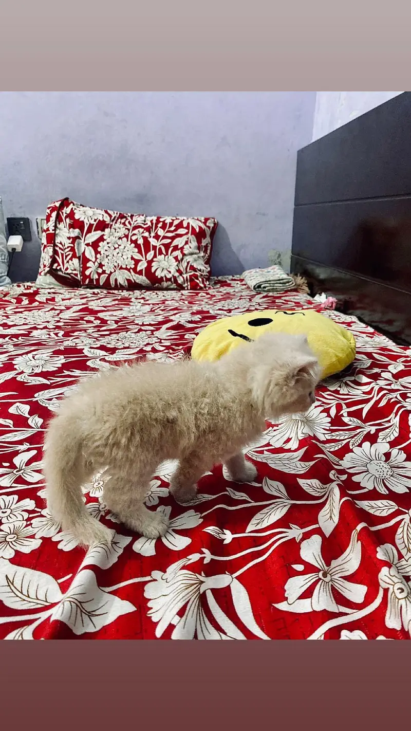 2 Male original persian kittens for sale, LION LIKE COLOUR — photo 7