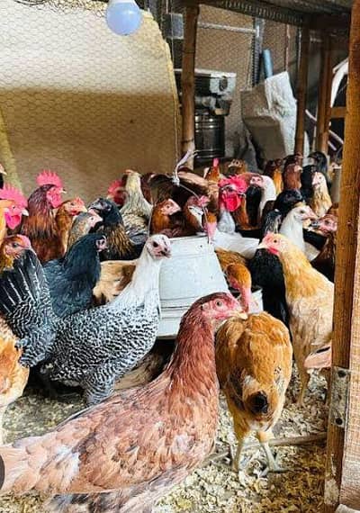golden misri hens haldi or active pure Desi