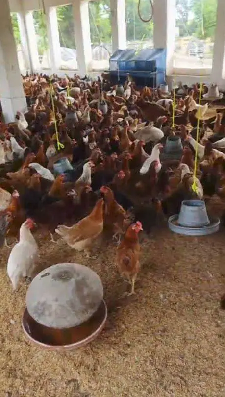 golden misri hens haldi or active pure Desi — photo 2