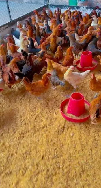 golden misri hens haldi or active pure Desi — photo 3