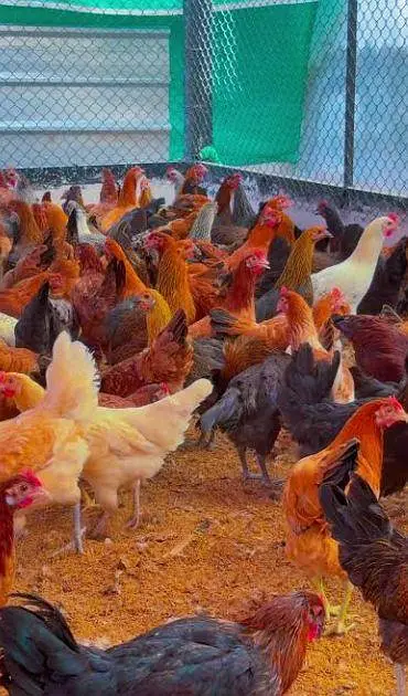 golden misri hens haldi or active pure Desi — photo 4