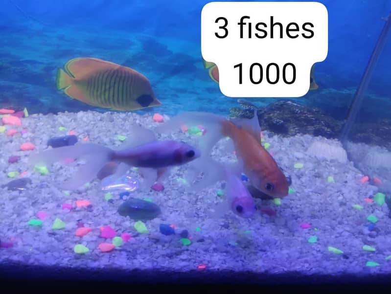 Fishes 0