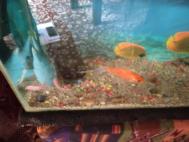 Fishes — photo 2
