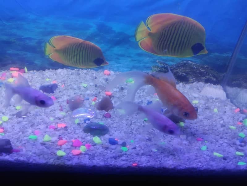 Fishes 2