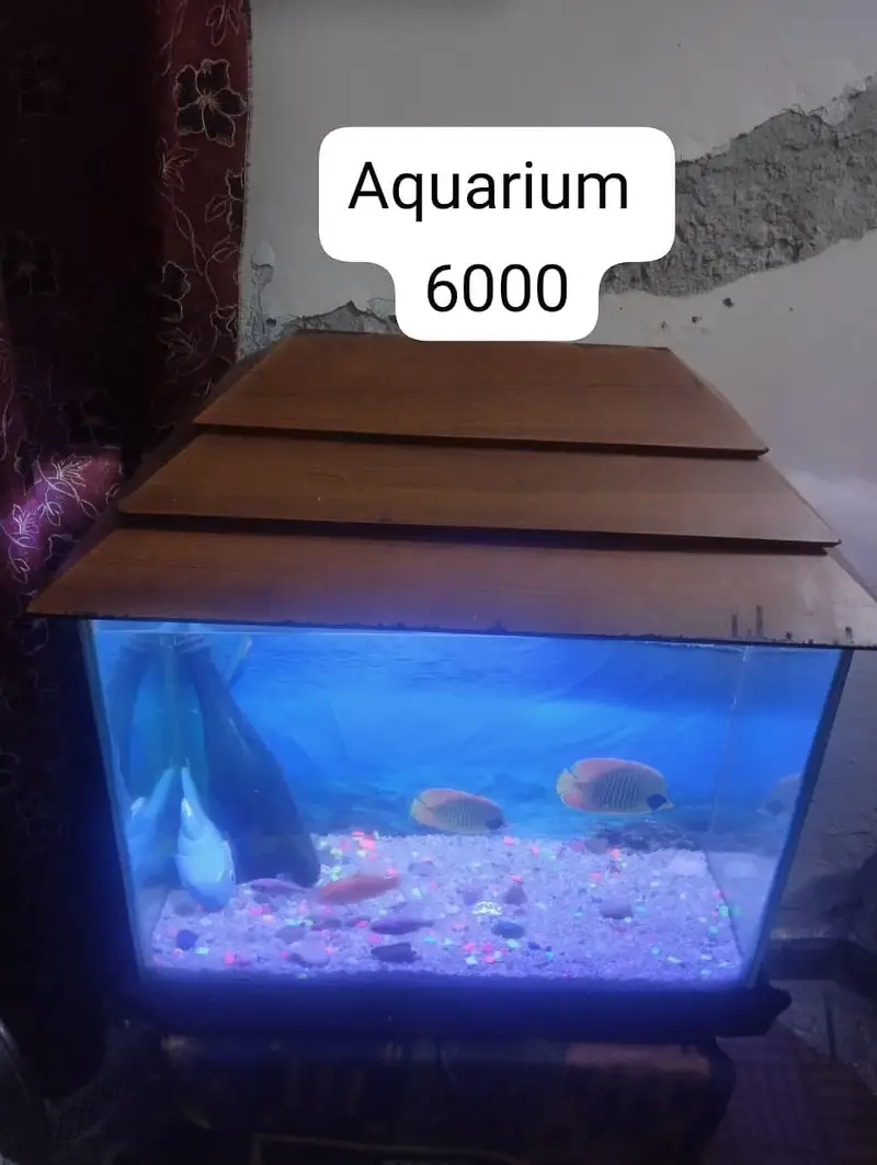 Fishes — photo 5