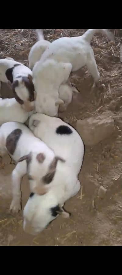 Gultair Puppy