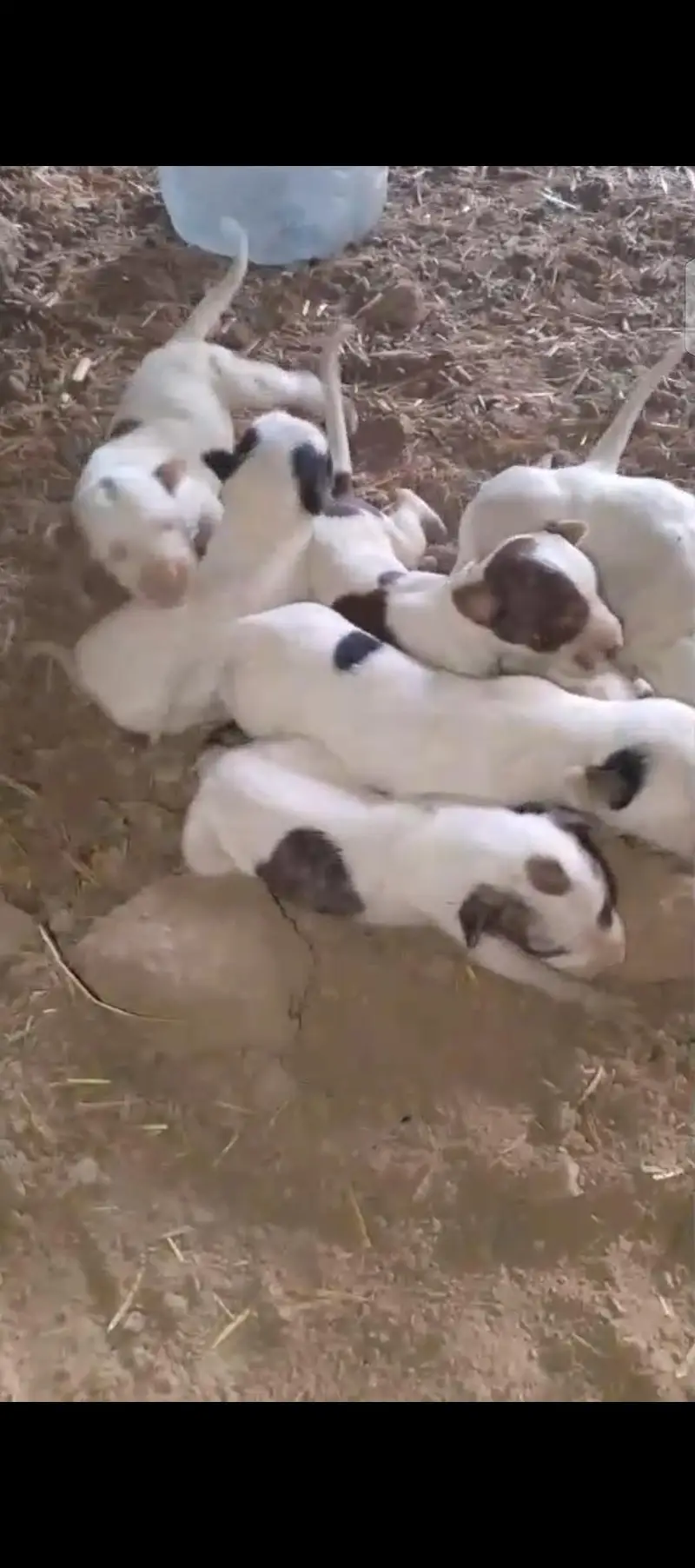 Gultair Puppy — photo 2