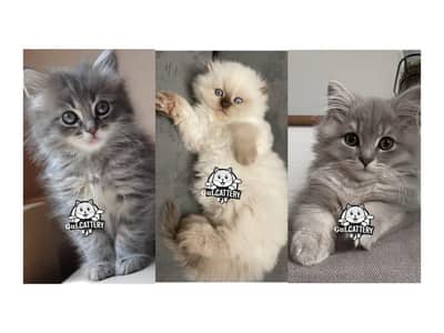 Persian British punch face piki face kitten cat available