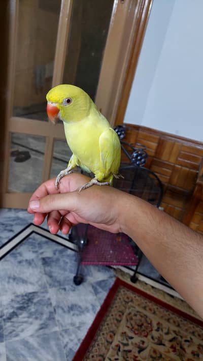 yellow ringneck tame male parrot zero bite.