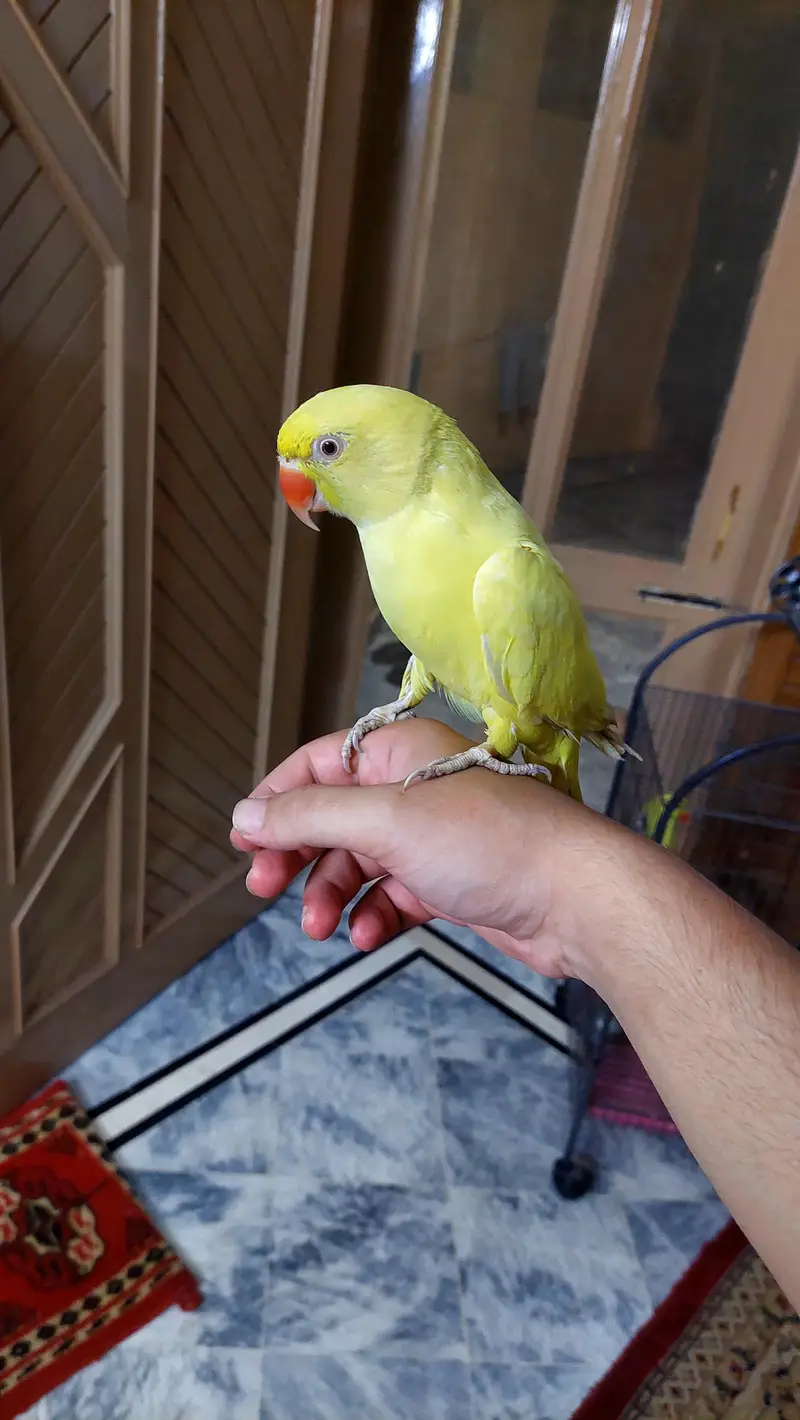 yellow ringneck tame male parrot zero bite. — photo 2