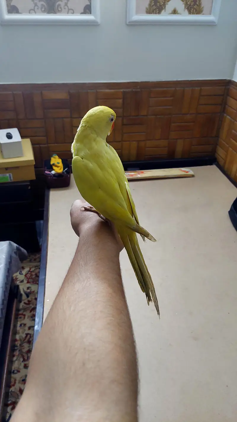 yellow ringneck tame male parrot zero bite. — photo 4