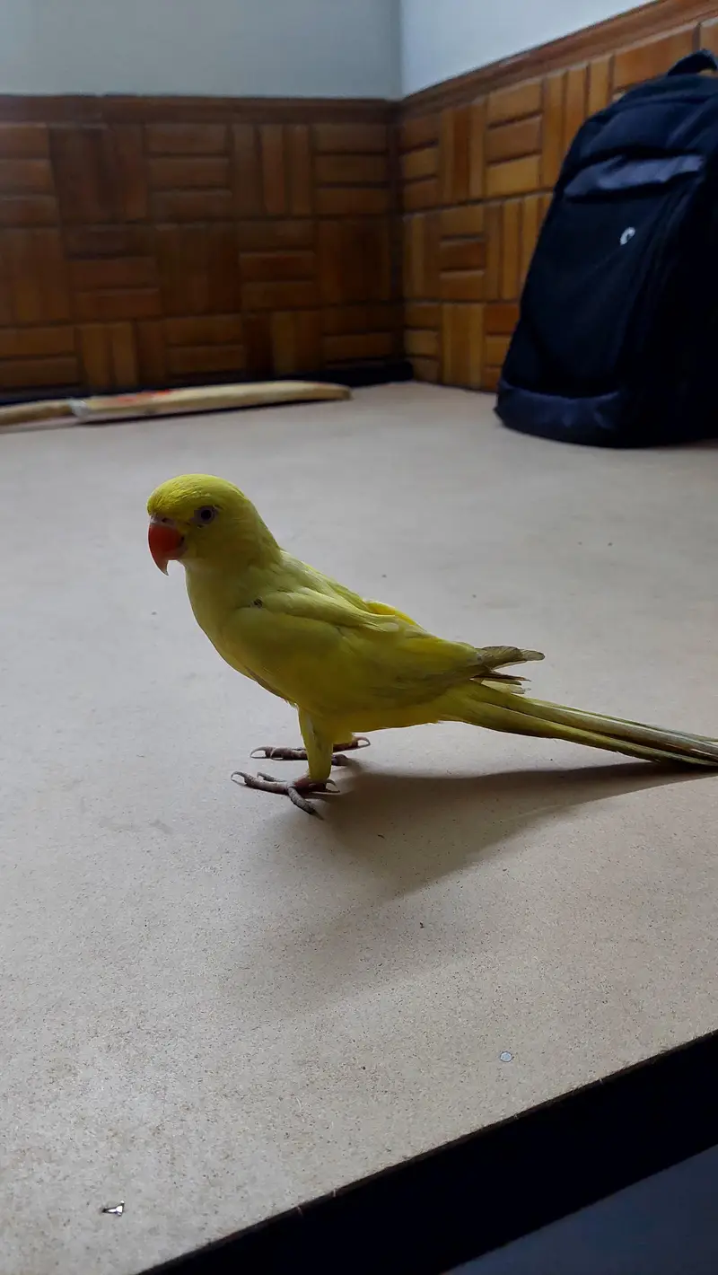 yellow ringneck tame male parrot zero bite. — photo 5