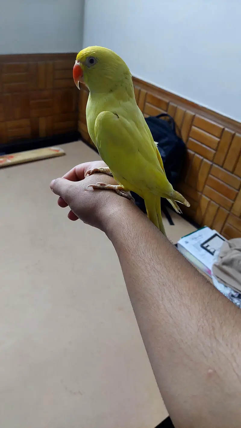 yellow ringneck tame male parrot zero bite. — photo 6