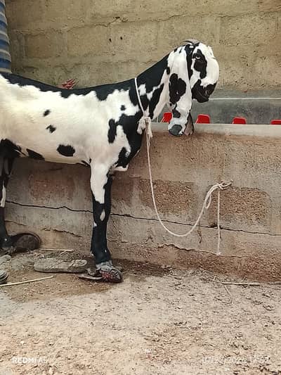 TOP QUALITY BEETA BAKRI 6 DAANT