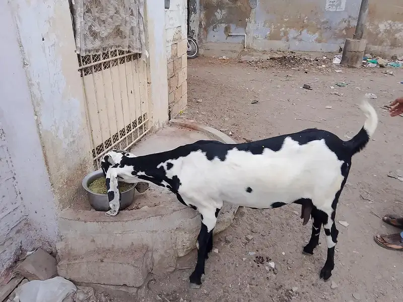 TOP QUALITY BEETA BAKRI 6 DAANT — photo 2