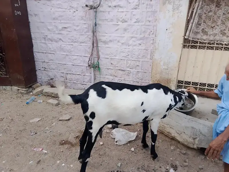 TOP QUALITY BEETA BAKRI 6 DAANT — photo 3