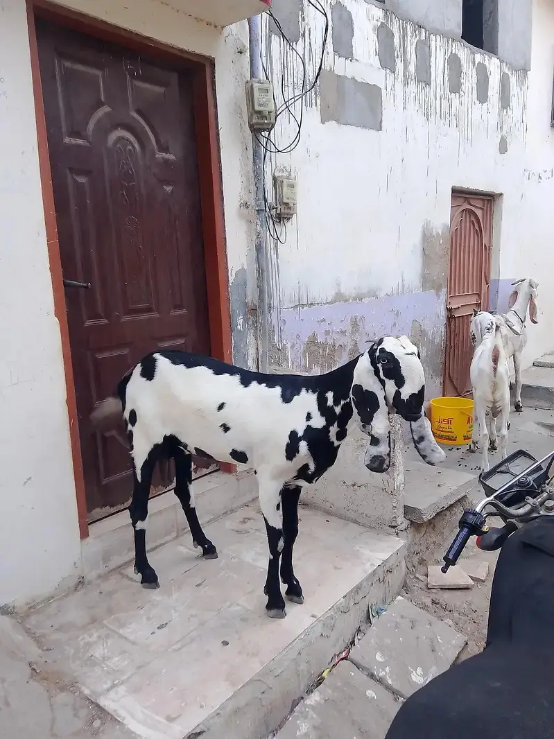 TOP QUALITY BEETA BAKRI 6 DAANT — photo 4