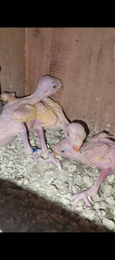 Yellow chicks for sale 3 pcs