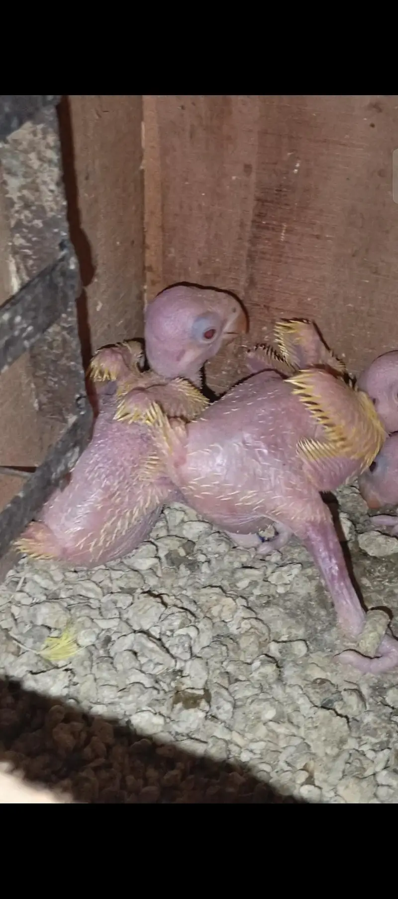 Yellow chicks for sale 3 pcs — photo 2