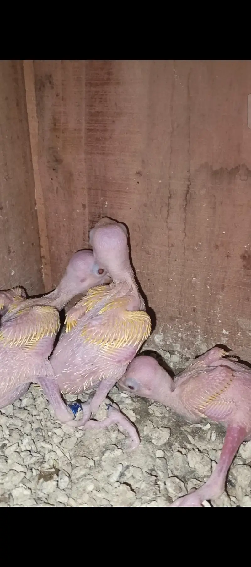 Yellow chicks for sale 3 pcs — photo 3
