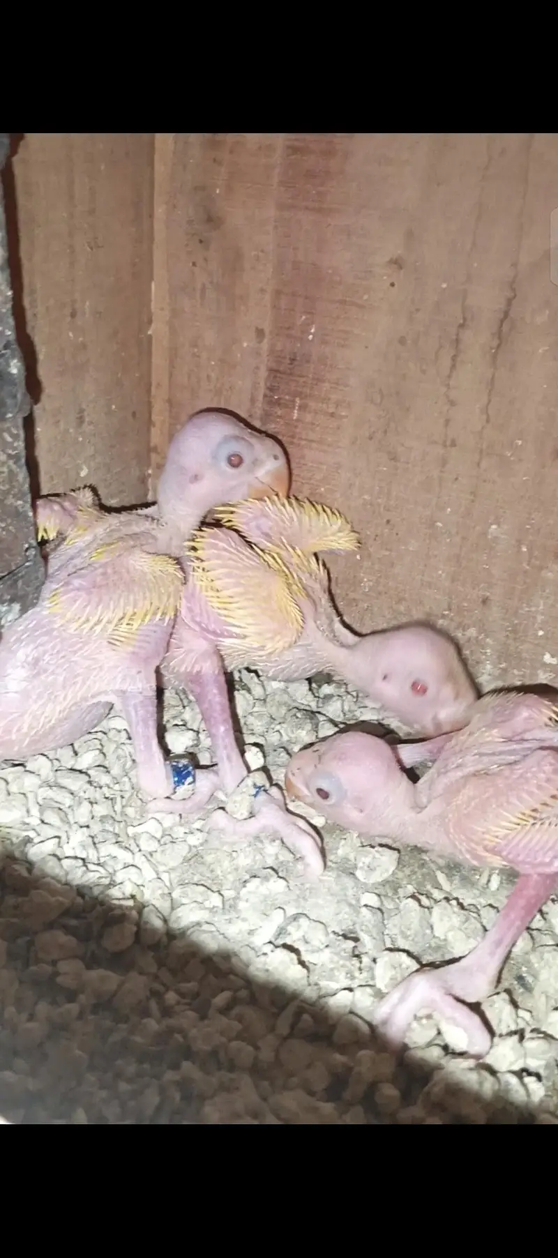 Yellow chicks for sale 3 pcs — photo 4