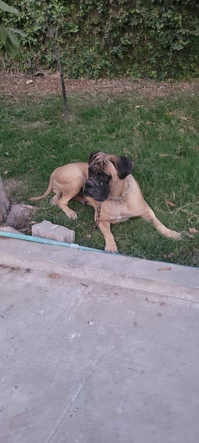 bullmastiff breeder female