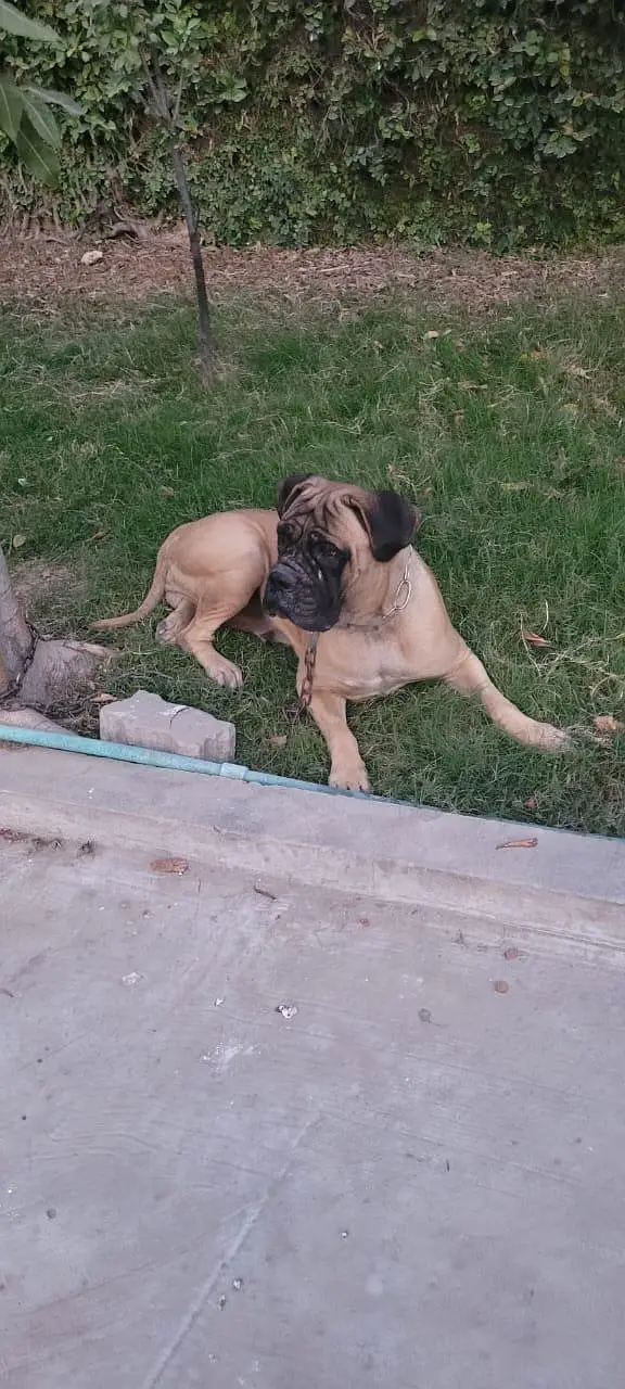 bullmastiff breeder female