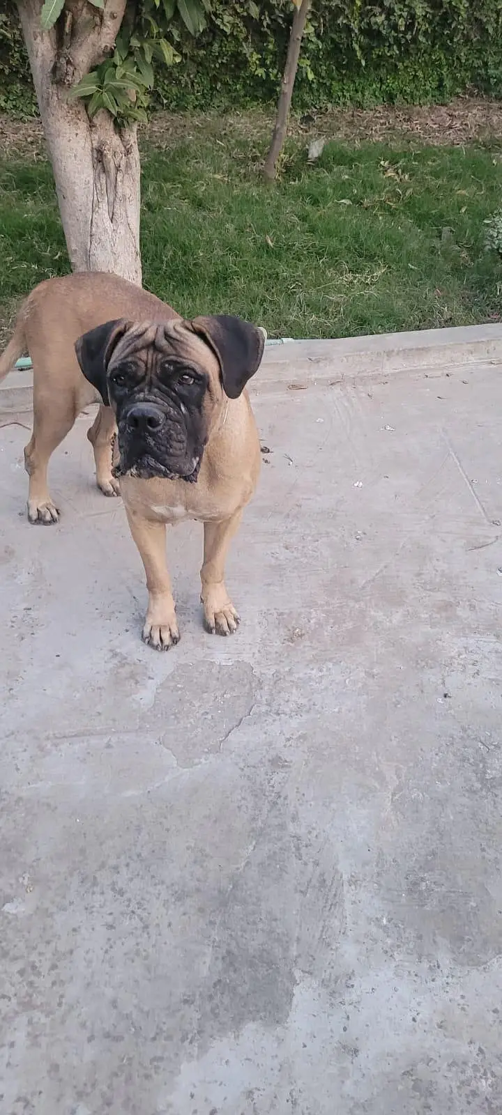 bullmastiff breeder female — photo 2