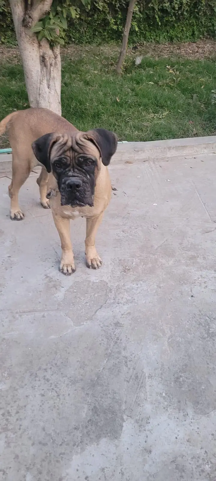 bullmastiff breeder female — photo 3