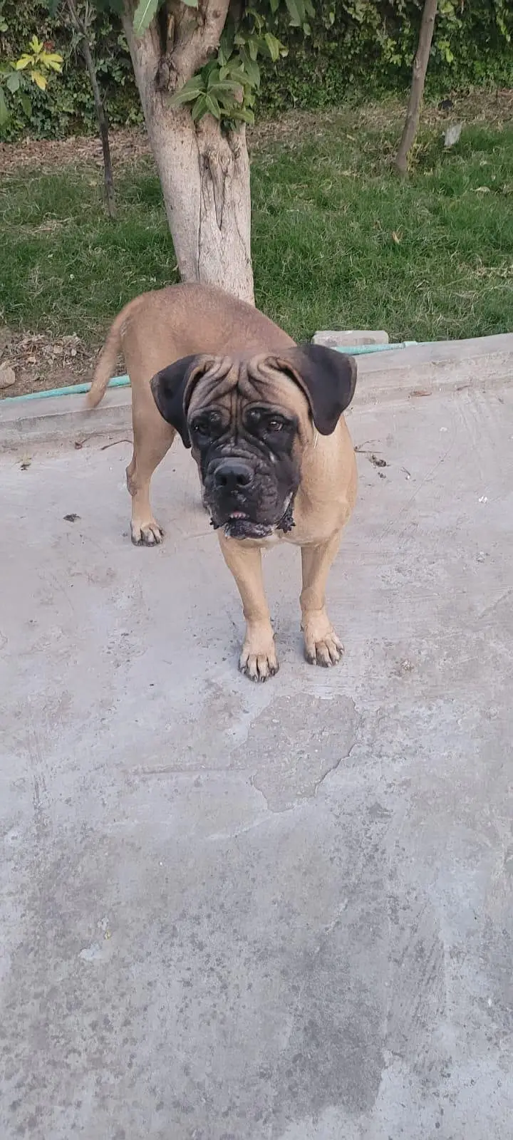bullmastiff breeder female — photo 4