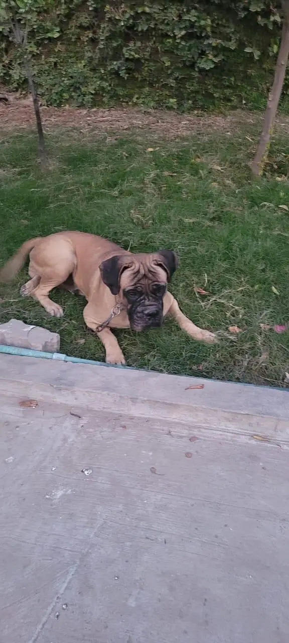 bullmastiff breeder female — photo 5