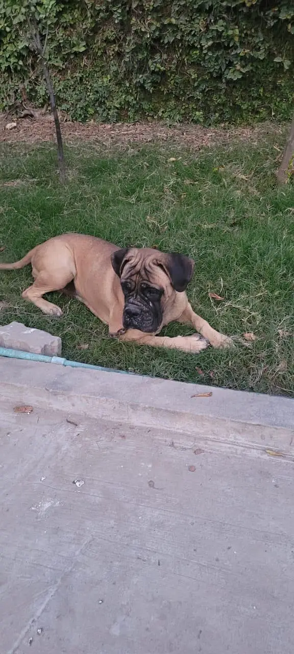 bullmastiff breeder female — photo 6