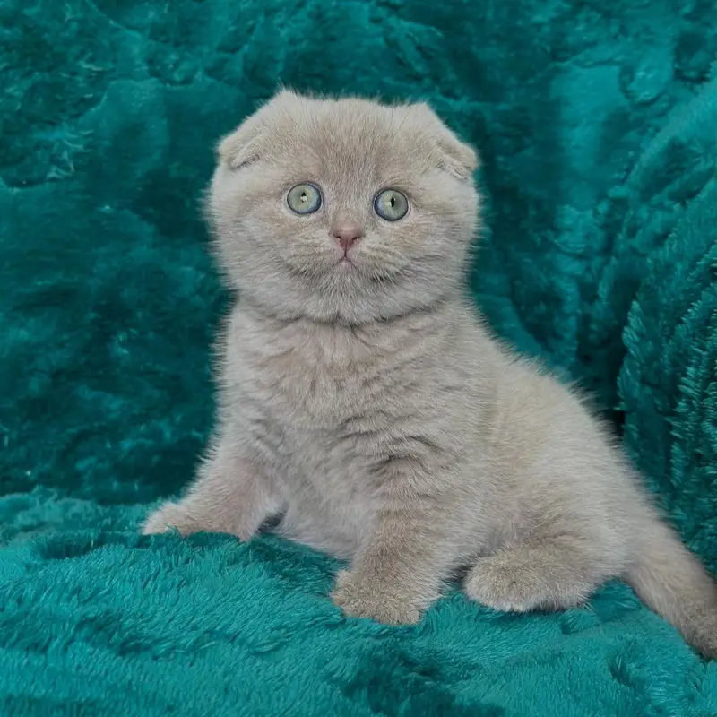 Lilac Scottish Fold | Imported — photo 2