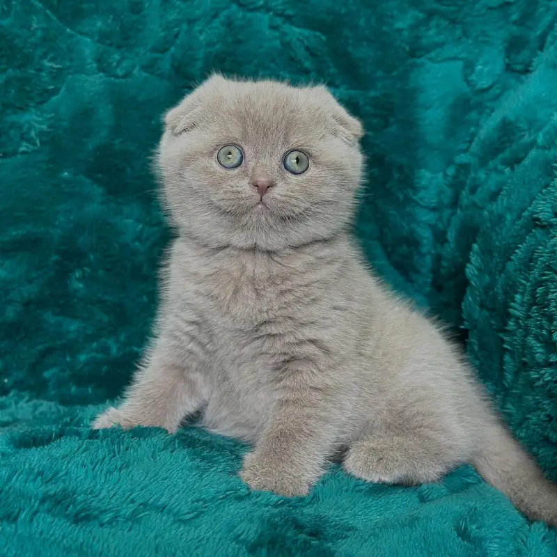 Lilac Scottish Fold | Imported — photo 3