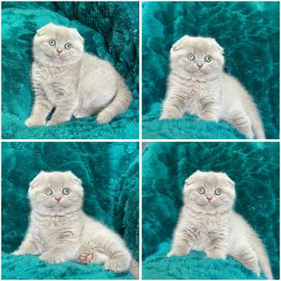 Lilac Scottish Fold | Imported