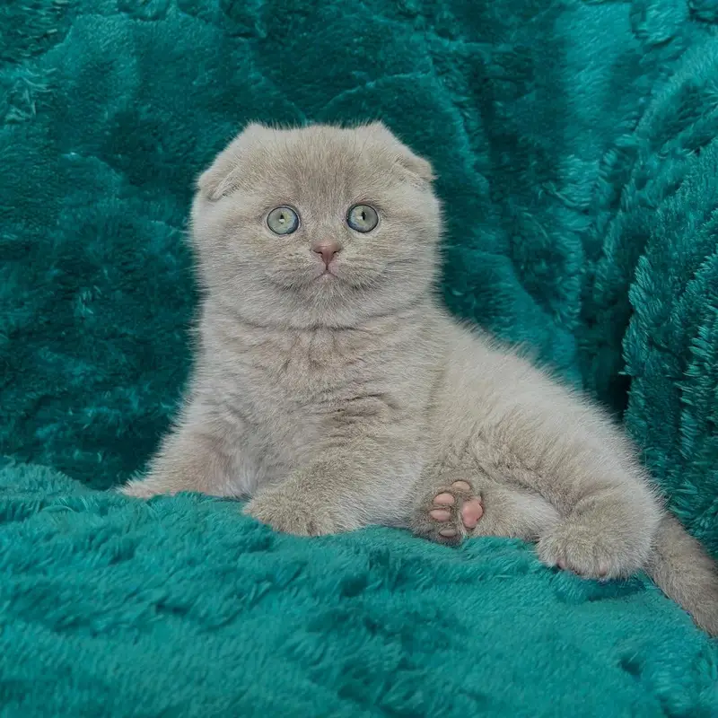 Lilac Scottish Fold | Imported — photo 4