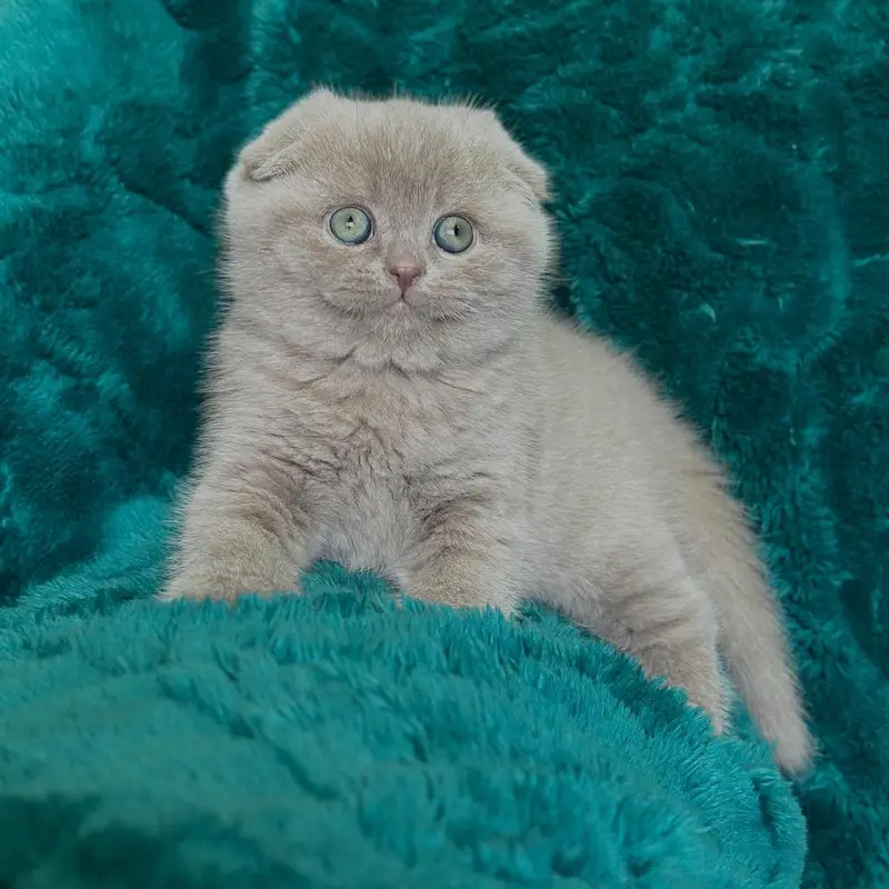 Lilac Scottish Fold | Imported — photo 6