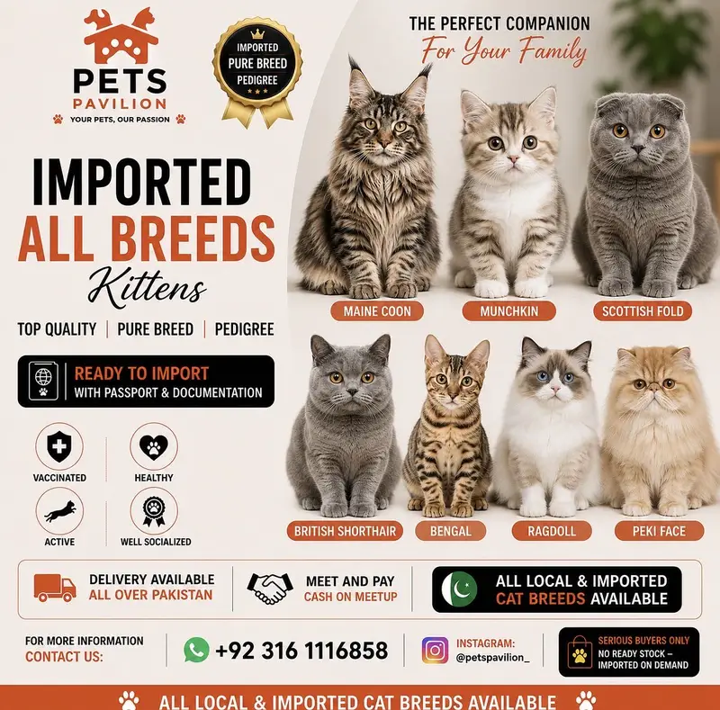 Lilac Scottish Fold | Imported — photo 7