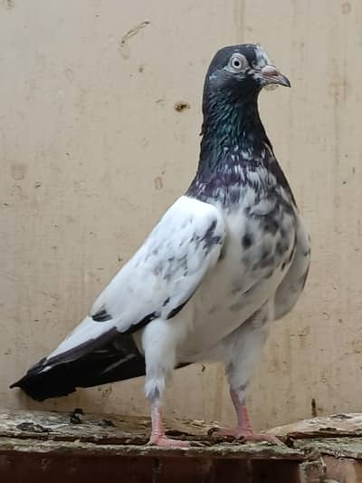High Flyer Pigeons