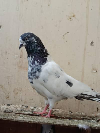 High Flyer Pigeons
