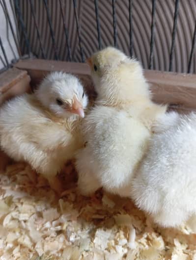 white heavy buff chicks available